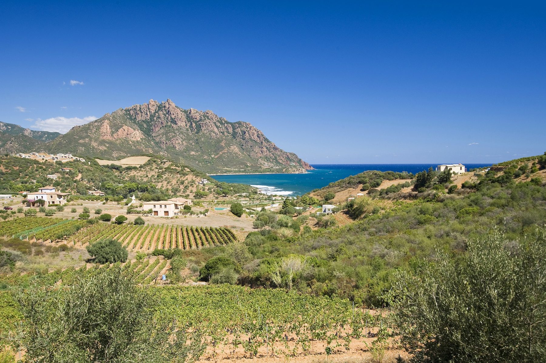 Vigne e uliveti digradanti verso il mare