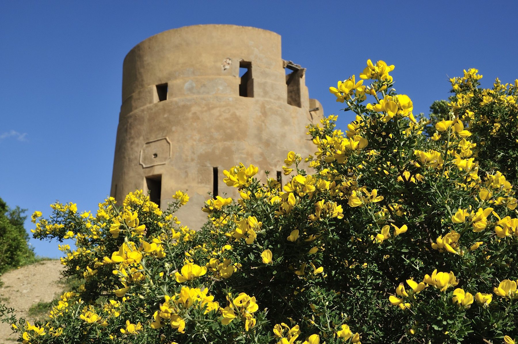 Torre di Sarrala tra le ginestre in fiore